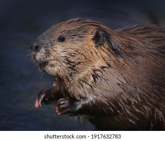 North American Beaver Close Up