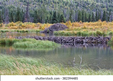 North American beaver dam