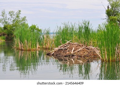 North American Beaver Dam In Creek On Simcoe Island