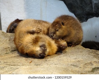 North American Beaver Family