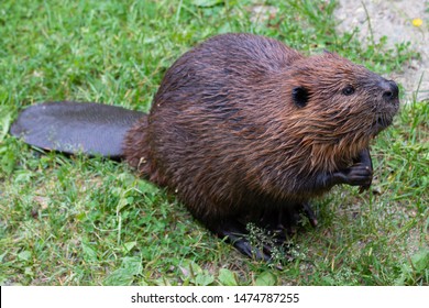 North American Beaver (genus Castor)