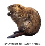 North American Beaver Isolated on White