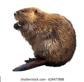 North American Beaver Isolated on White
