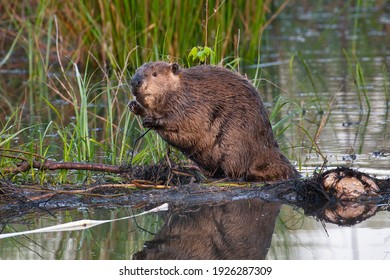 A North American Beaver On Land