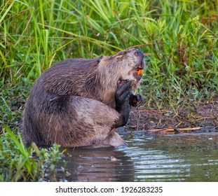 A North American Beaver Scratching