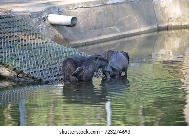 North American Beaver Scratching His Back