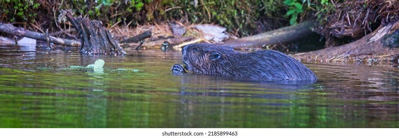 4,028 Beaver branch Images, Stock Photos & Vectors | Shutterstock