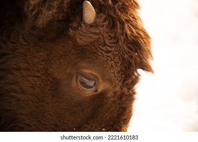 North American Bison (Bison Bison)