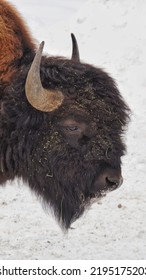 North American Bison Portrait Standing