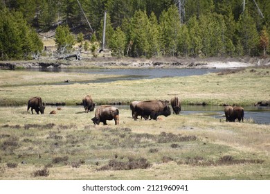 North American Bison In Yellowstone National Park