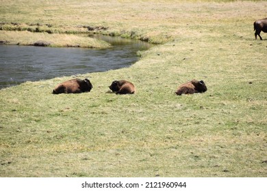 North American Bison In Yellowstone National Park