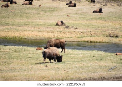 North American Bison In Yellowstone National Park