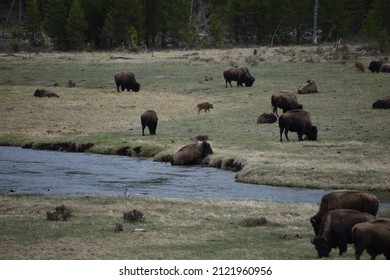 North American Bison In Yellowstone National Park