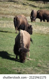 North American Bison In Yellowstone National Park