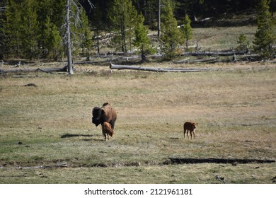 North American Bison In Yellowstone National Park