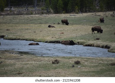 North American Bison In Yellowstone National Park