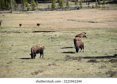 North American Bison In Yellowstone National Park