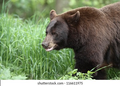 North American Black Bear