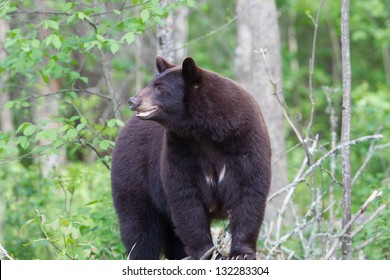 North American Black Bear