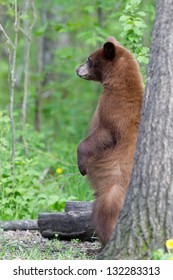 North American Black Bear