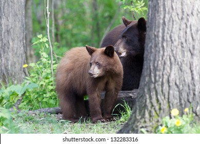 North American Black Bear