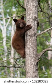 North American Black Bear