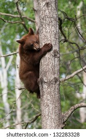 North American Black Bear