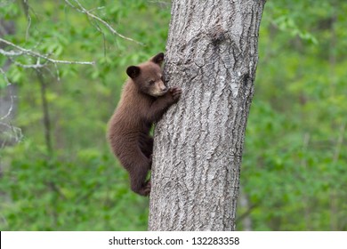 North American Black Bear