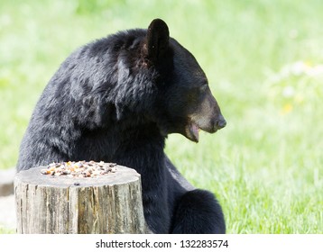 North American Black Bear