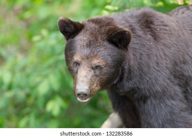 North American Black Bear