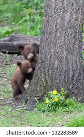 North American Black Bear