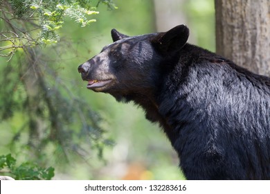 North American Black Bear