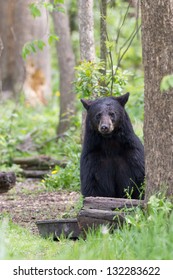North American Black Bear