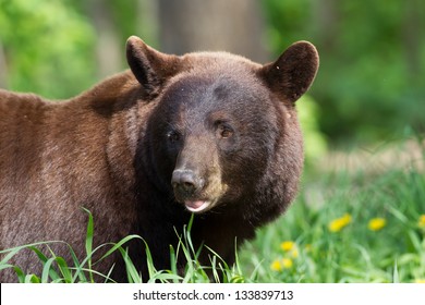 North American Black Bear