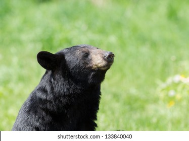 North American Black Bear