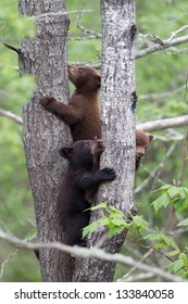 North American Black Bear