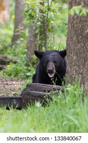 North American Black Bear