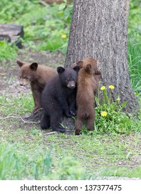 North American Black Bear