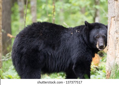 North American Black Bear