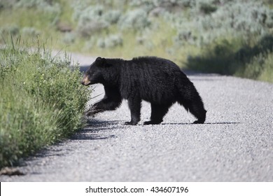 North American Black Bear crossing road in Yellowstone National Park