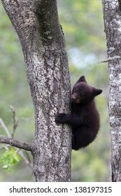 North American Black Bear Cub On Tree