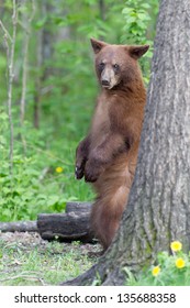North American Black Bear cubs