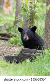 North American Black Bear cubs