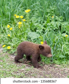 North American Black Bear cubs