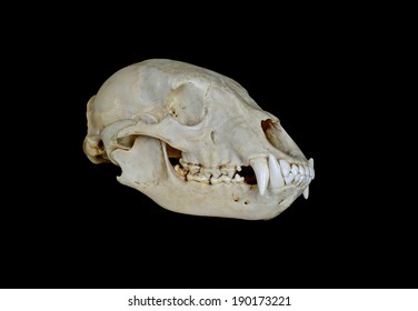 North American Black Bear Skull