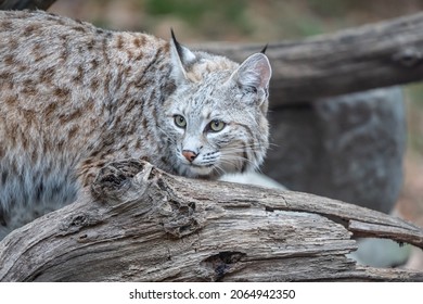 North American Bobcat (lynx Rufus) Resting On Log Near Den