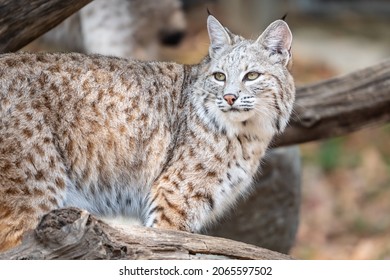North American Bobcat (lynx Rufus) Standing On Log Near Den