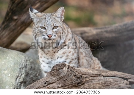 North American bobcat (lynx rufus) resting on log near den