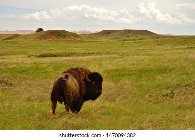 North American Buffalo grazing a prairie in South Dakota