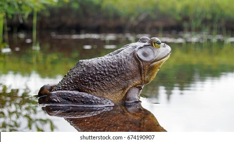 North American Bull Frog